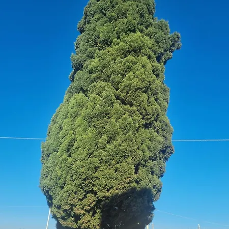 B&B L'albero 마자라데발로